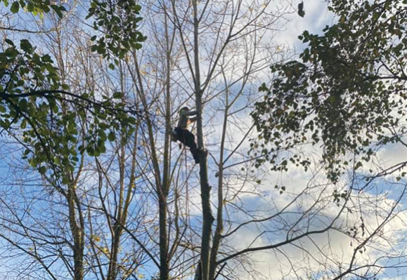 travaux élagage et démontage arbre