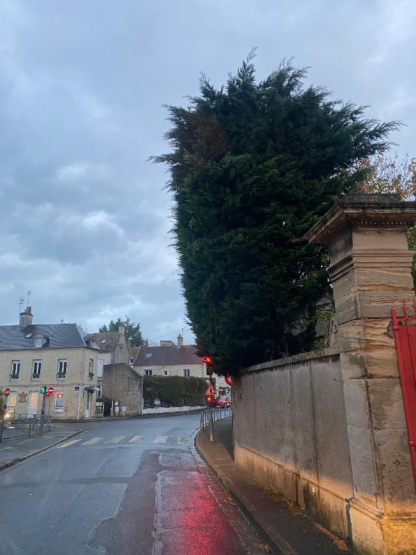 Suppression d'une haie de thuya avec dessouchage à Courseulles sur mer