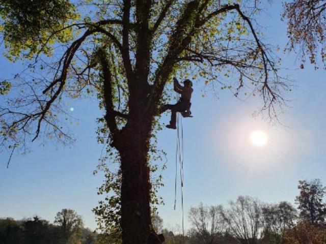 Taille et élagage des arbres , quelles sont les périodes pour faire élaguer vos  arbres par un Arboriste-grimpeur ?