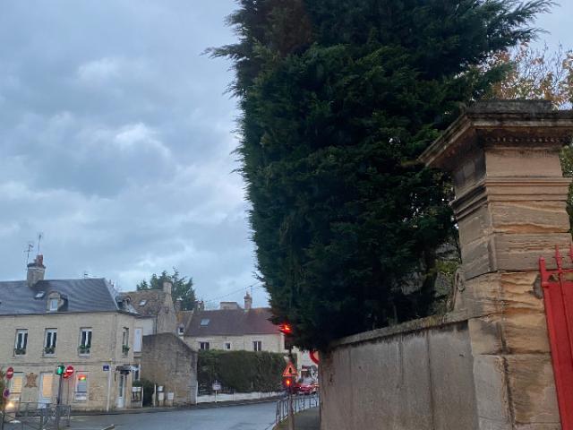 Suppression d'une haie de thuya avec dessouchage à Courseulles sur mer