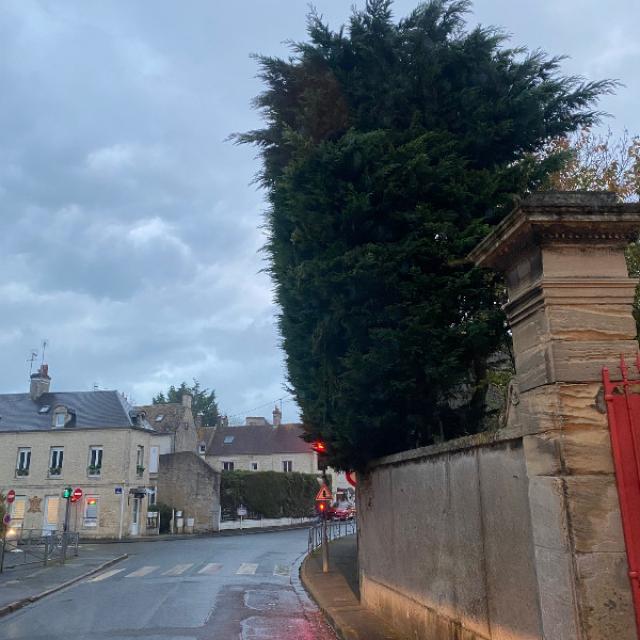 Suppression d'une haie de thuya avec dessouchage à Courseulles sur mer