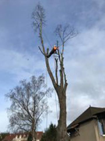 taille arbres